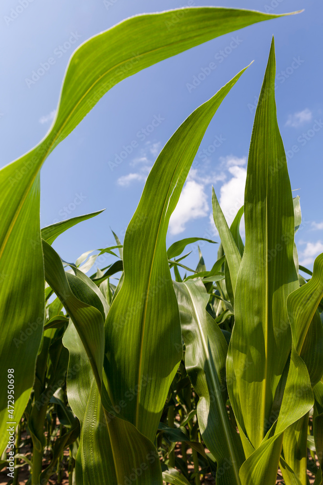 Fototapeta premium green young corn in an agricultural field