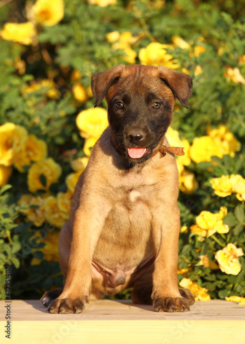 Fototapeta Naklejka Na Ścianę i Meble -  small puppy malinois dog sits on a background of yellow roses