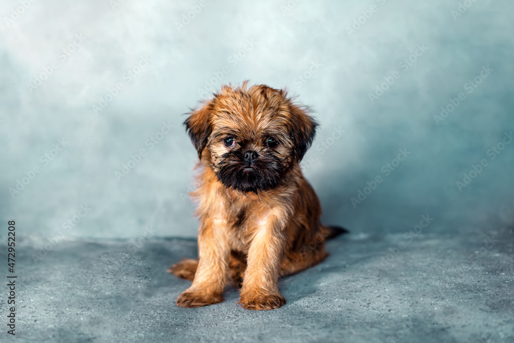 Brussels Griffon puppy sits on a gray background. Cute. High quality photo Brussels Griffon puppy sits on a gray background. Cute. High quality photo