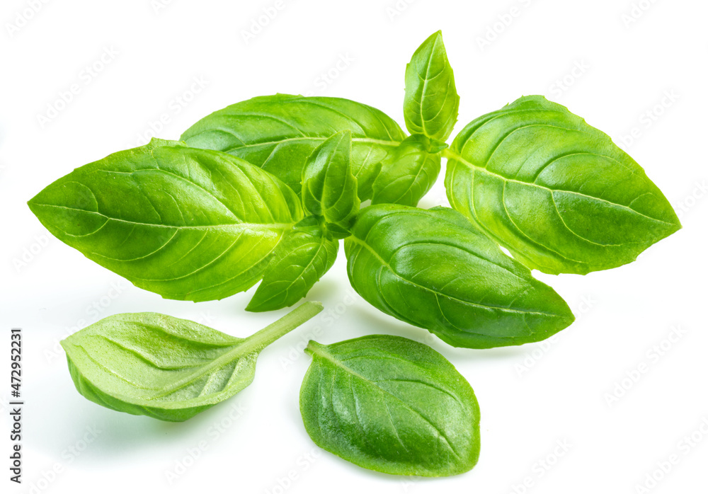 Macro shot of fresh green basil leaves isolated on white background. Macro shot of fresh green basil leaves isolated on white background.