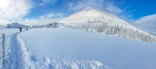 Panoramic landscape of a snowy forest in the mountains on a sunny winter day whis. Ukrainian Carpathians, near Mount Petros, there is group of tourists.