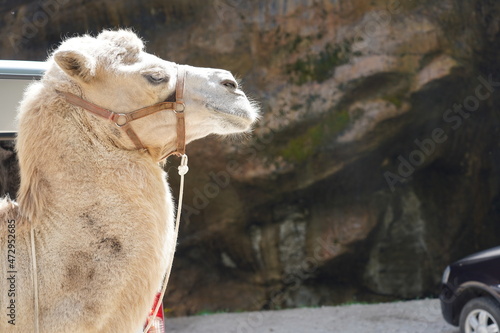 Beautiful camel on the background of rocks. Portrait of a camel