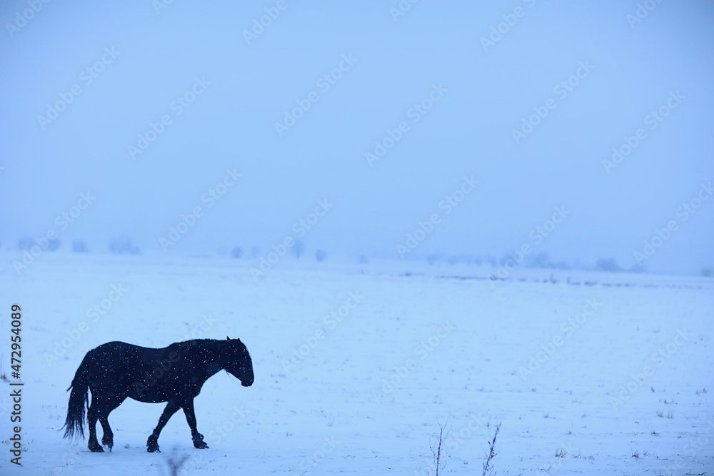 abstract blurred winter background, horses in a snowy field landscape, snow on a farm abstract blurred winter background, horses in a snowy field landscape, snow on a farm