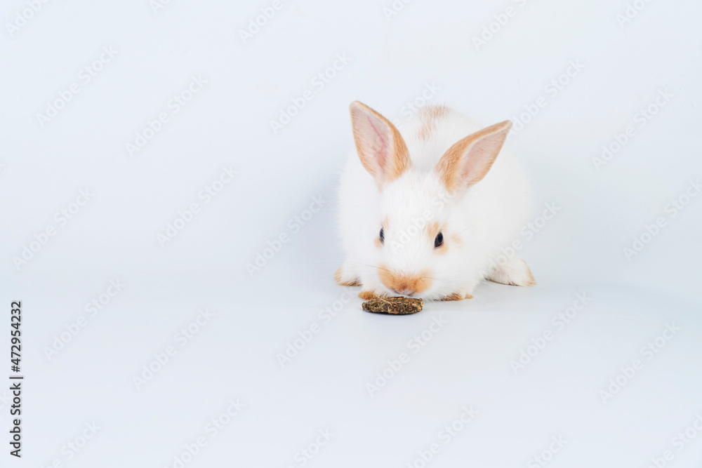 Obraz premium Adorable tiny white and brown rabbit hungry eating cookie carrot while sitting over isolated white background. Easter animal bunny with food concept.