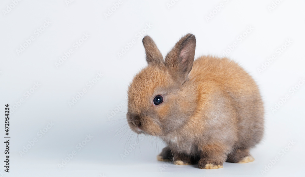 Adorable newborn baby brown rabbit bunnies looking at something while sitting over isolated white background. Easter bunny animal concept.