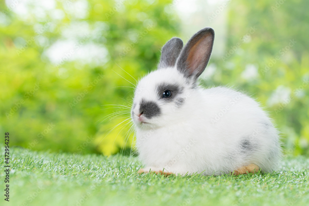 Lovely furry baby white and black rabbit looking at something while sitting on green grass over bokeh nature background. Easter animal new born bunny concept. Lovely furry baby white and black rabbit looking at something while sitting on green grass over bokeh nature background. Easter animal new born bunny concept.