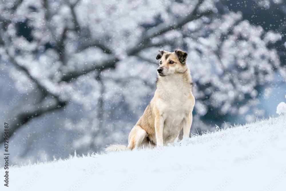 Naklejka premium Lilly im Winterwonderland