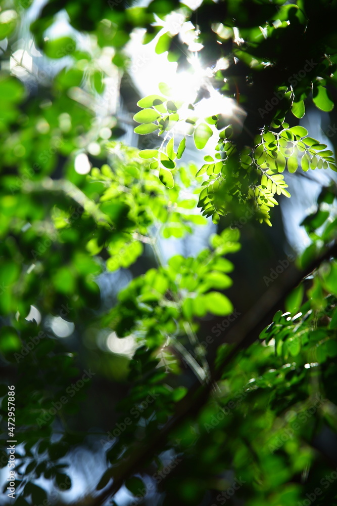 moringa oleifera with fresh morning dew and sun light rays. moringa oleifera with fresh morning dew and sun light rays.