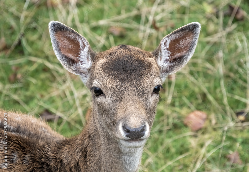 A young deer fawn on the grass fields and meadows of the Lindenhof Park in Rappesrwil, St. Gallen, Switzerland