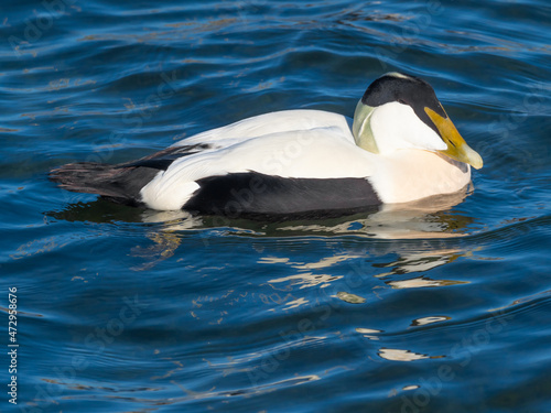 Exotic immigrants; A colony of Eider Ducks, normally inhabiting marine environments in northern latitudes, has permanently settled on the fresh waters of the Upper Zurich Lake (Obersee), Switzerland