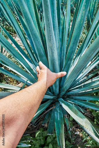 Plantación de agave azul en el campo para hacer tequila concepto industria tequilera
Plantación, agave, azul, campo, tequila, planta, weber, tequilana, tequila, cultivar, agrícola, siembra, naturaleza