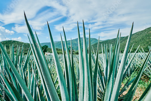 Plantación de agave azul en el campo para hacer tequila concepto industria tequilera
Plantación, agave, azul, campo, tequila, planta, weber, tequilana, tequila, cultivar, agrícola, siembra, naturaleza