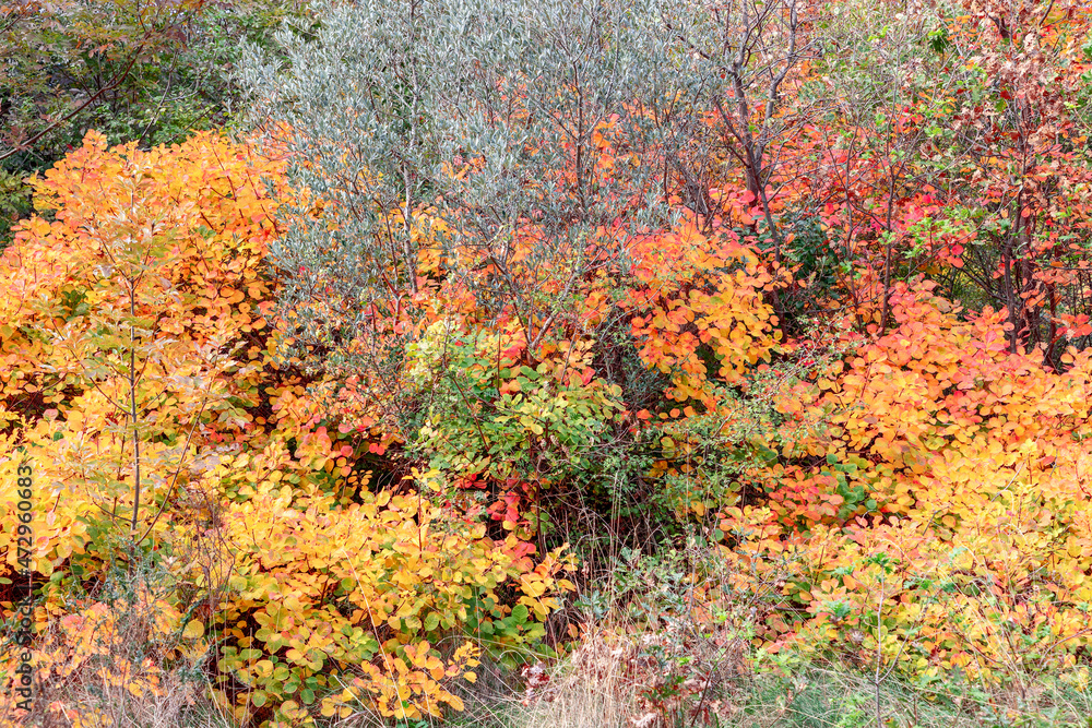 Autumn colourful bushes. Autumn background Autumn colourful bushes. Autumn background