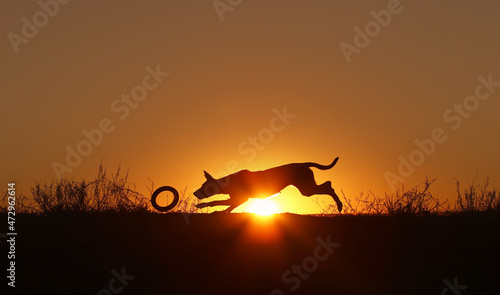 Silhouette of a dog belgian shepherd malinois running after a toy on a sunset background