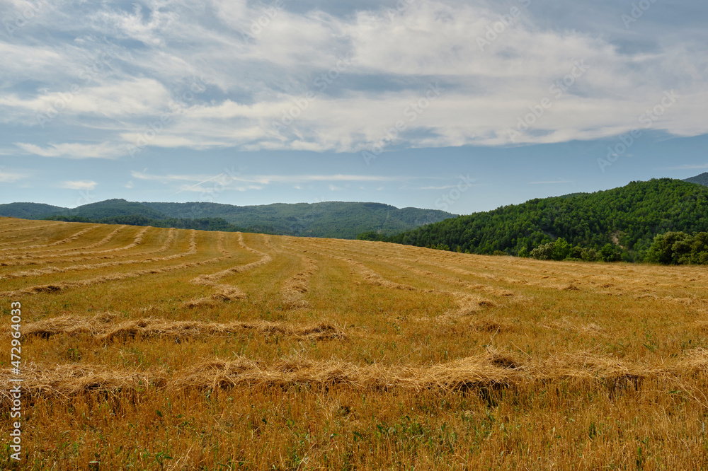 a large harvested wheat field