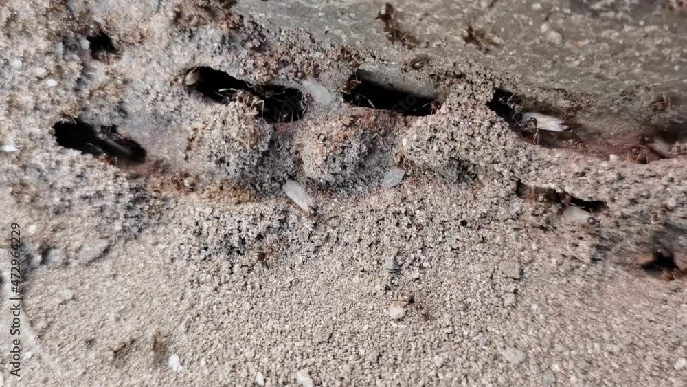 City ants with wings move another place. Flying insects. Sand background. Slow motion. Many workers relocating. Prepare colony to change home. Path to trail City ants with wings move another place. Flying insects. Sand background. Slow motion. Many workers relocating. Prepare colony to change home. Path to trail