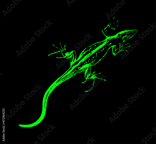 green lizard on black background