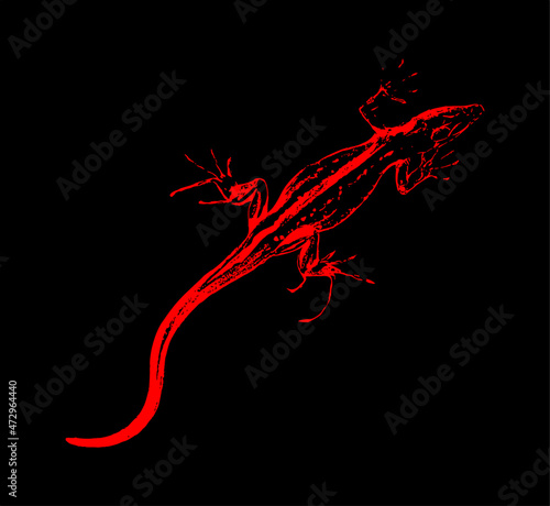 red lizard on black background