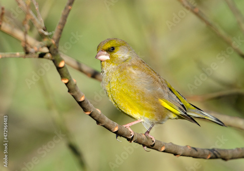 Greenfinch on a branch © Barry