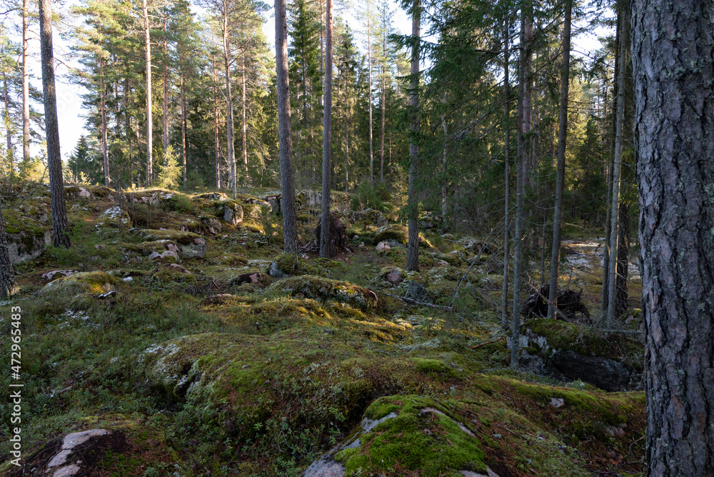 forest in sunny autumn day