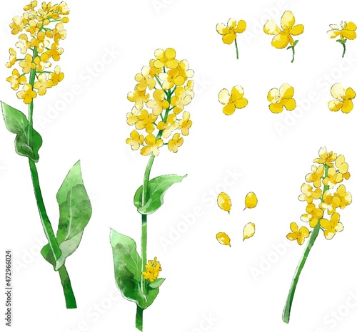 菜の花　水彩風イラストセット