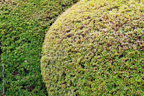 Fotografía 丸い垣根　生垣　緑の背景