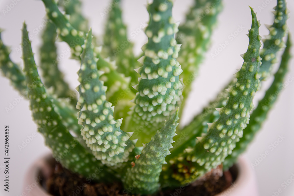 Aloe Humilis (Spider aloe) succulent in pot Aloe Humilis (Spider aloe) succulent in pot