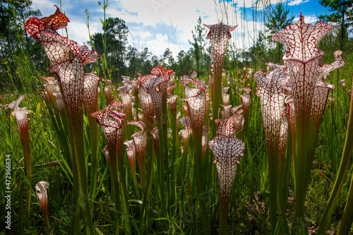 Red and white pitchers of Sarracenia leucophylla, the white pitcher plant, natural habitat in Alabama, USA photo