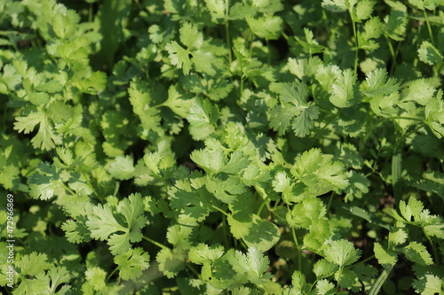 green colored coriander on firm