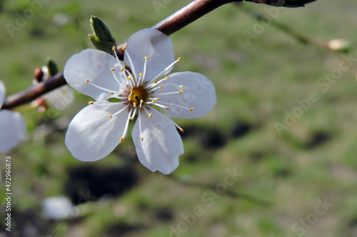 Stamens of a white flower of a mirabelle plum in close-up, a sunny day and blurred background
