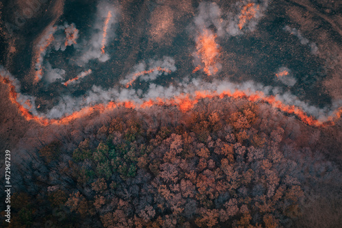 A strip of Dry Grass sets Fire to Trees in dry Forest: Forest fire - Aerial drone top view. Forest fire: fire with smoke from the height of a bird flight. photo