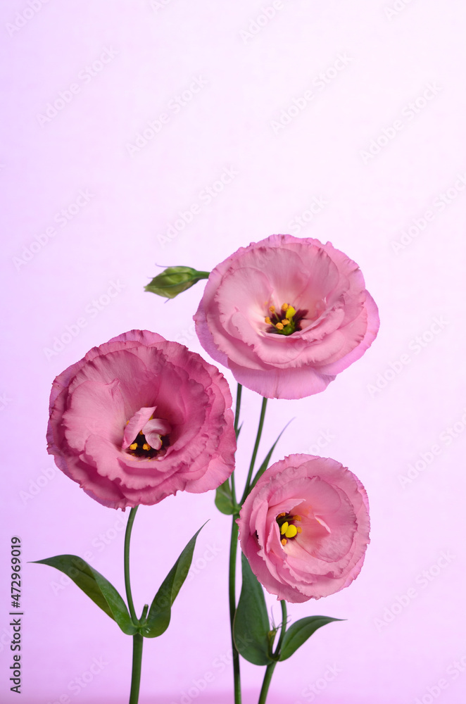 Three pink eustomas on a white background. Three pink eustomas on a white background.