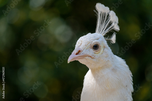 Foto Portrait of white peacock on natural background
