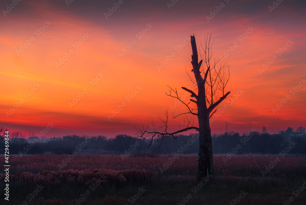 Naklejka premium sunset over the meadows and a beautiful withered tree against the setting sun