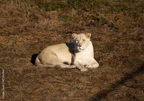 white lioness in the grass