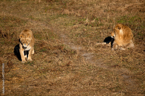 lions in the grass
