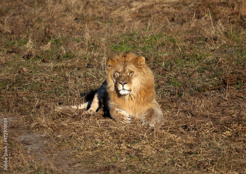 lion in the grass