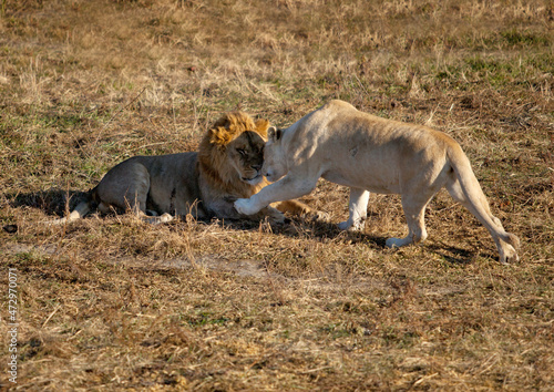 the lion and the white lioness