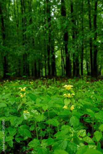 Galeobdolon luteum - Yellow pillion, a type of deaf with yellow flowers in the forest. photo