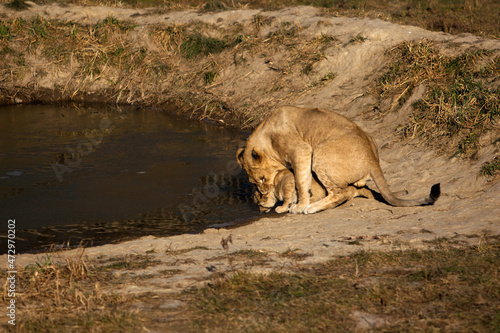 the lion cub drinks from the pond