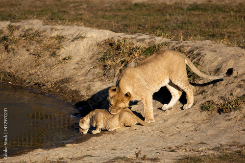 the lion cub drinks from the pond
