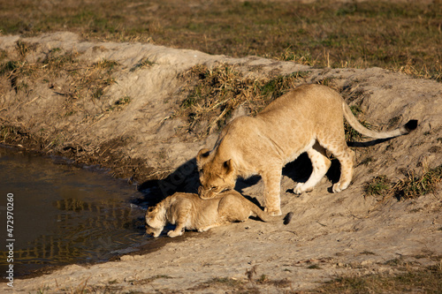 the lion cub drinks from the pond
