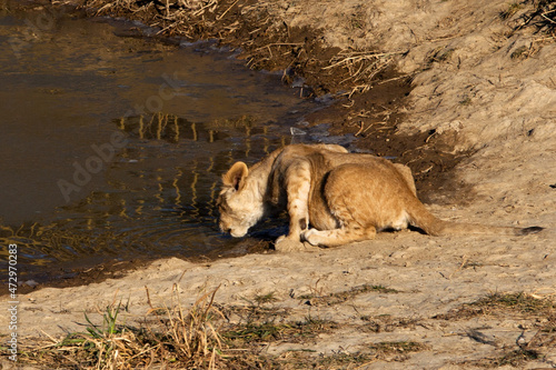 the lion cub drinks from the pond