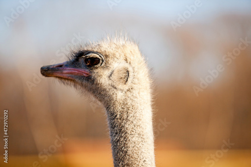ostrich head close up