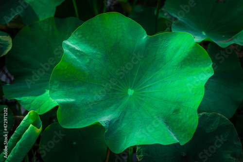 lotus leaf in the pond