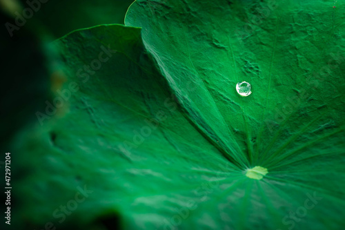 Waterdrop on a lotus leaf in the pond