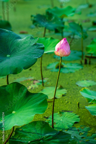 lotus and lotus leaf in the pond