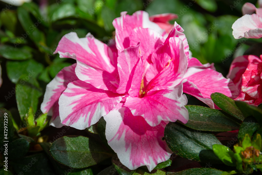 Azalea (Rhododendron) with pink white flowers detail
