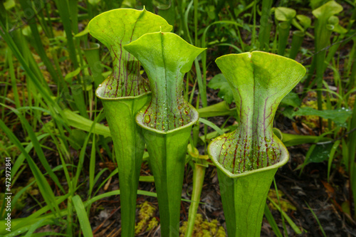 Three pitchers of the green pitcher plant (Sarracenia oreophila) in natural habitat, Alabama, USA photo