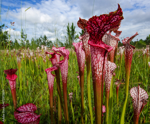 Red and white pitchers of Sarracenia leucophylla, the white pitcher plant, natural habitat in Alabama, USA photo